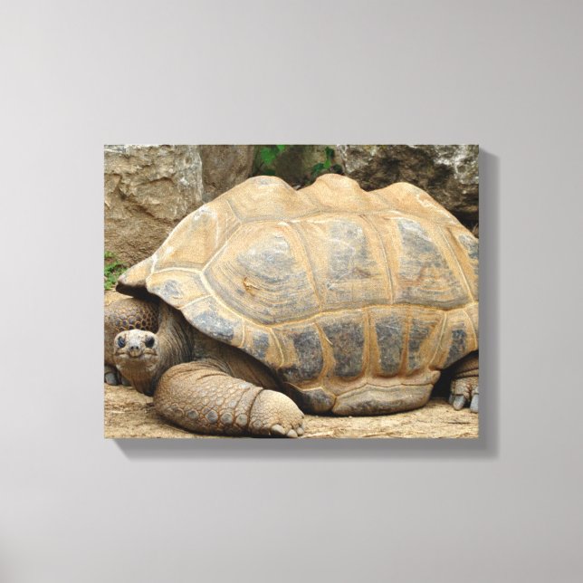Lienzo Tortuga sonriente 14"x11" (Anverso)