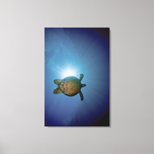 Lienzo Tortuga submarina| Mar de Andaman, Tailandia (Anverso)
