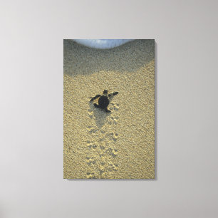 Lienzo Tortuga Verde, (Chelonia mydas), cría