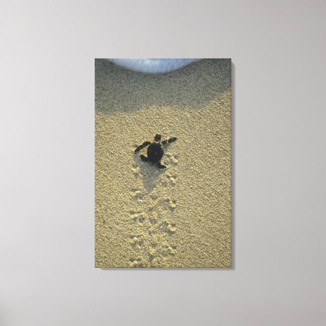 Lienzo Tortuga Verde, (Chelonia mydas), cría (Anverso)