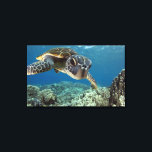 Lienzo Tortuga verde hawaiana<br><div class="desc">Una tortuga marina verde hawaiana investiga su reflejo en mi puerto domo. © y ® Bigstock® - Todos los derechos reservados.</div>