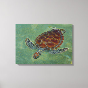 Lienzo Tortugas en lona