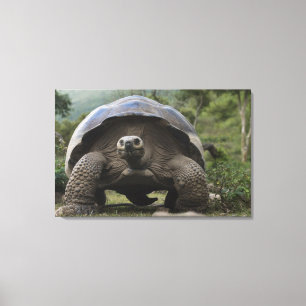 Lienzo Tortugas Gigantes de Galapagos Geochelone