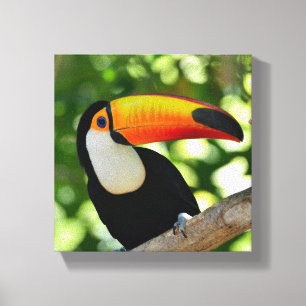 Lienzo Toucan
