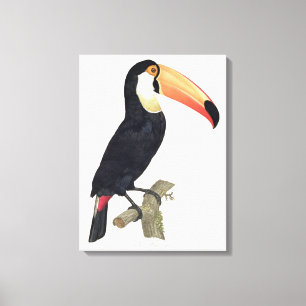 Lienzo Toucan No.2, de la 'historia de los pájaros de