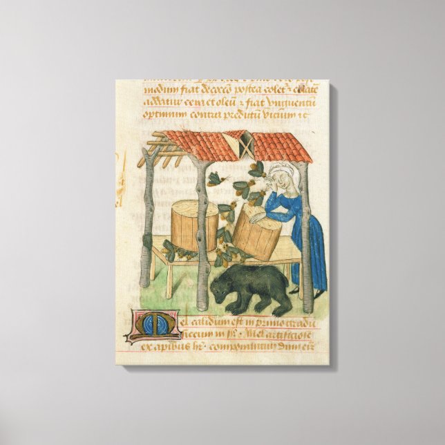Lienzo Tractatus de Herbis' (Anverso)