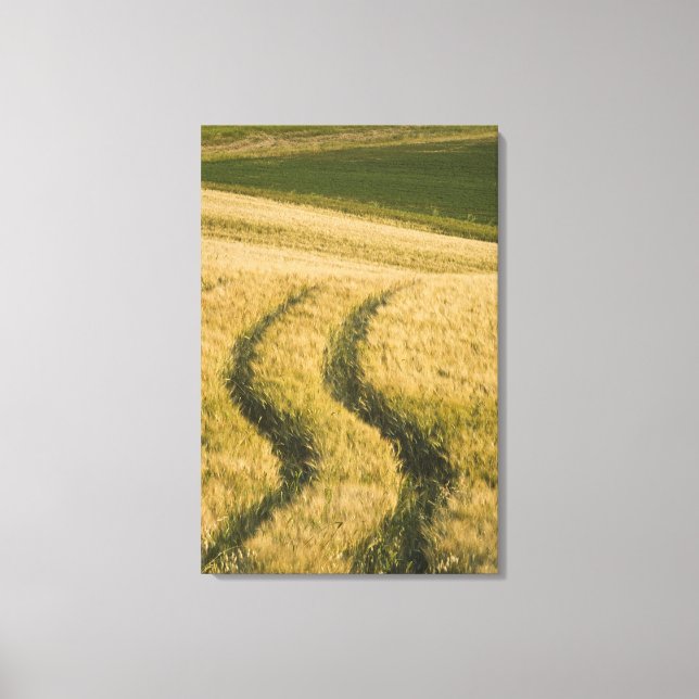 Lienzo Tractores huellas a través de trigo, Toscana, Ital (Anverso)