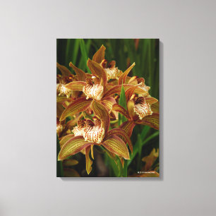 Lienzo Tracyanum del Cymbidium