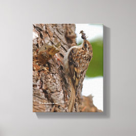 Lienzo Treecreeper estadounidense con error