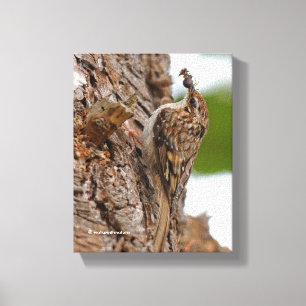 Lienzo Treecreeper estadounidense con error