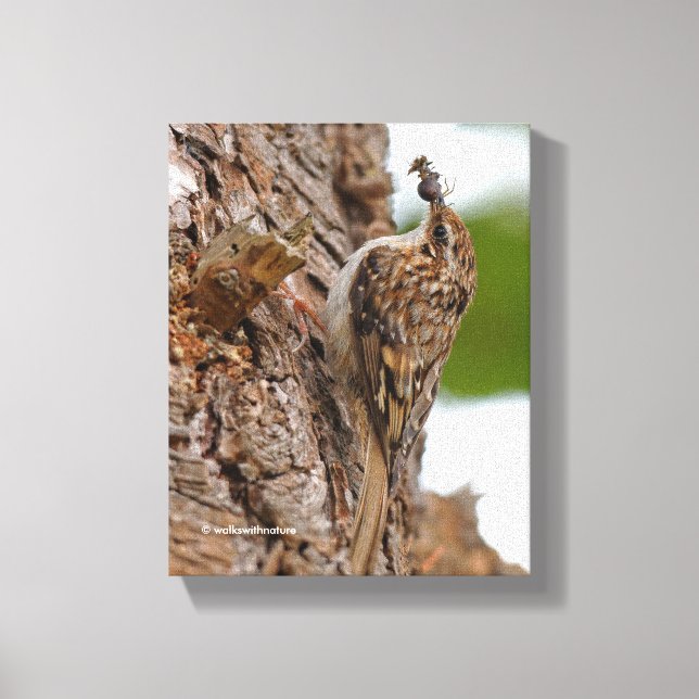 Lienzo Treecreeper estadounidense con error (Anverso)