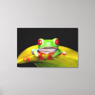 Lienzo Treefrog de ojos rojos, calidryas agalychinis, nat