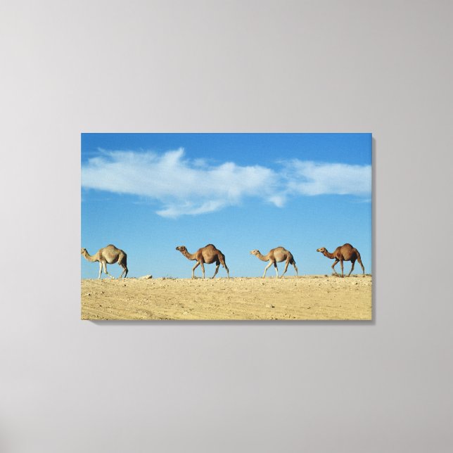 Lienzo Tren de camello (Anverso)