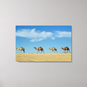 Lienzo Tren del camello