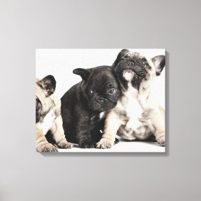 Lienzo Tres cachorros de Pug (Anverso)