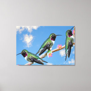 Lienzo Tres colibríes encaramados en una rama de un Floss