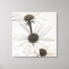 Lienzo Tres flores de cono blanco