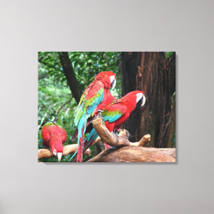 Lienzo Tres hermosos loros rojos, verdes y azules.