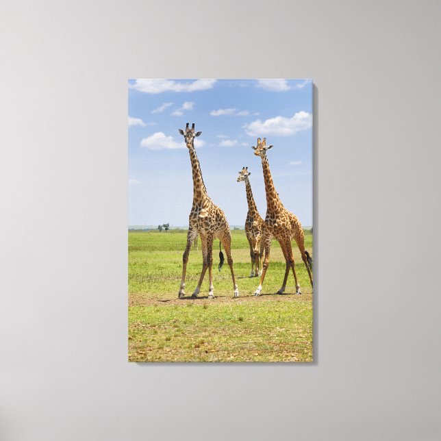 Lienzo tres jirafas masai, camelopardalis de Giraffa (Anverso)
