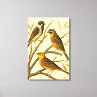 Tres pájaros domésticos encaramados en una sucursa