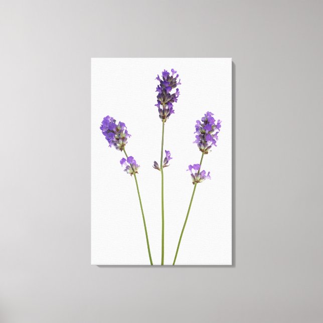 Lienzo Tres tallos de flores de lavanda morada inglesas, (Anverso)