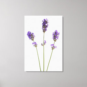 Lienzo Tres tallos de flores de lavanda morada inglesas,