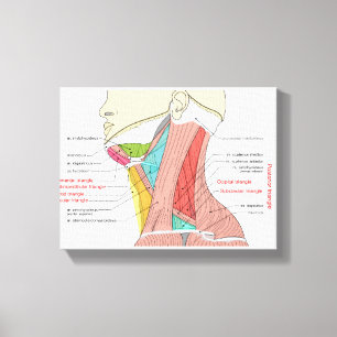Lienzo Triángulos anteriores posteriores del cuello Anato