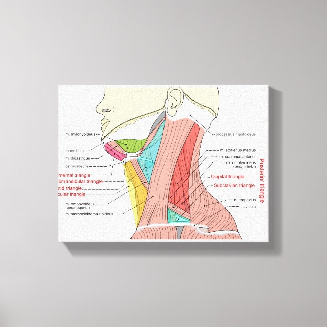 Lienzo Triángulos anteriores posteriores del cuello Anato (Anverso)