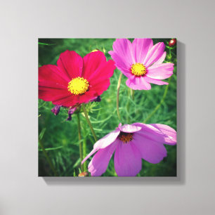 Lienzo Trío de flores Cosmos 