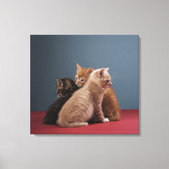Lienzo Trío de gatitos (Anverso)