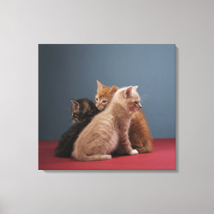 Lienzo Trío de gatitos