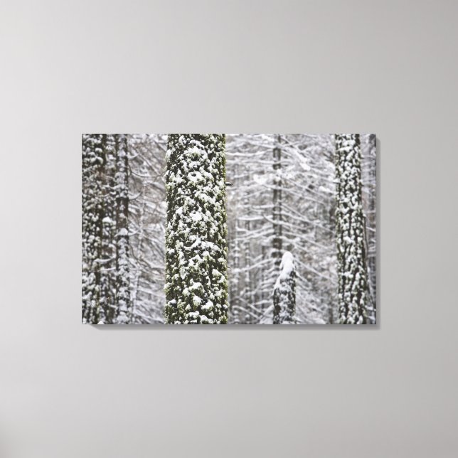 Lienzo Troncos de árboles cubiertos de nieve en el valle  (Anverso)