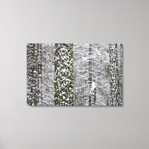 Lienzo Troncos de árboles cubiertos de nieve en el valle 