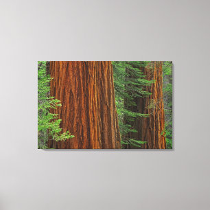 Lienzo troncos de secuoya gigante en el bosque, Yosemite