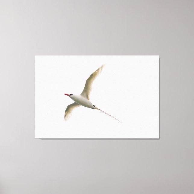 Lienzo Tropicbird de cola roja (Anverso)