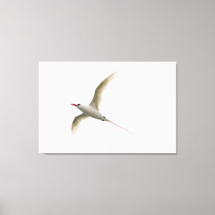 Lienzo Tropicbird Rojo-atado