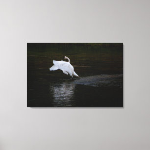 Lienzo Trumpeter Swan