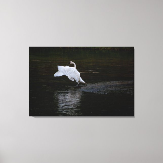 Lienzo Trumpeter Swan (Anverso)