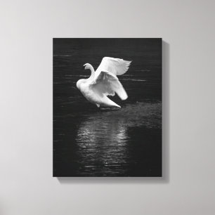 Lienzo Trumpeter Swan b/w