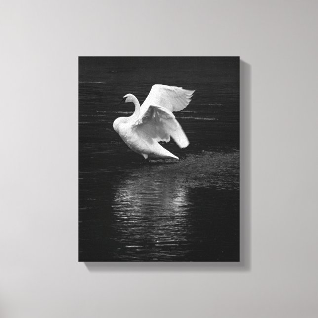 Lienzo Trumpeter Swan b/w (Anverso)