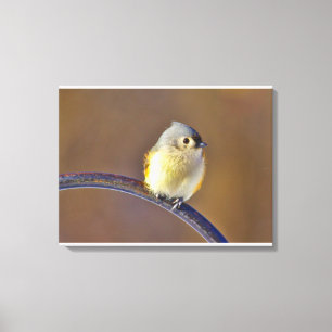 Lienzo Tufted Titmouse