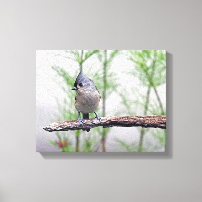 Lienzo Tufted Titmouse (Anverso)