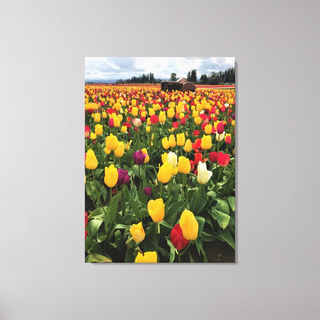 Lienzo Tulip Field con un viejo tractor, Oregón (Anverso)