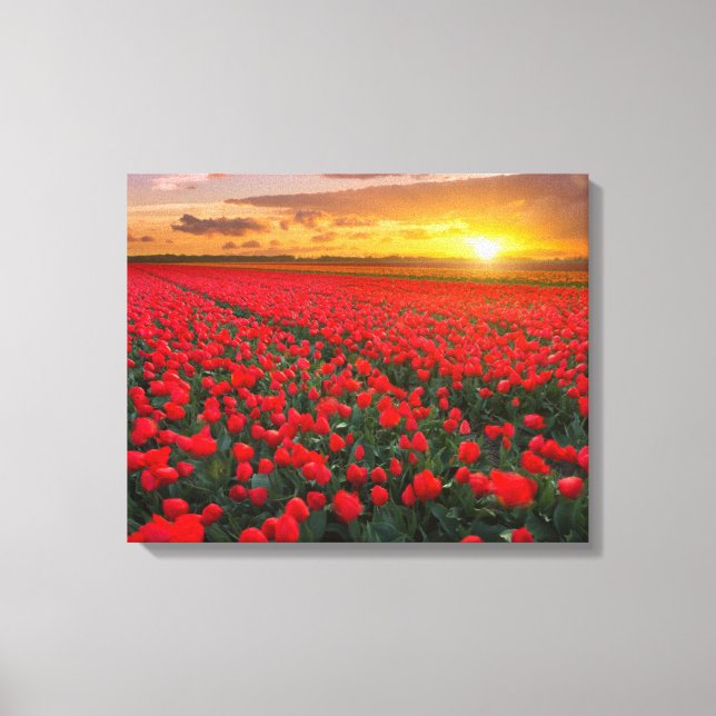 Lienzo Tulip Fields al atardecer en los Países Bajos (Anverso)