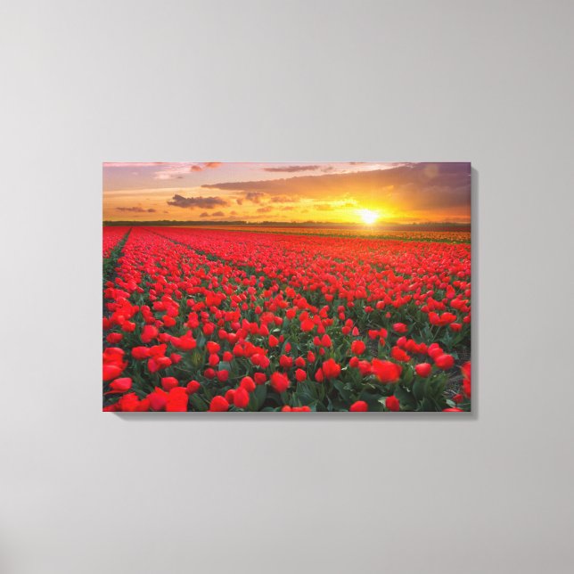Lienzo Tulip Fields al atardecer en los Países Bajos (Anverso)