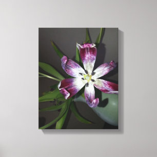 Lienzo Tulip Flower