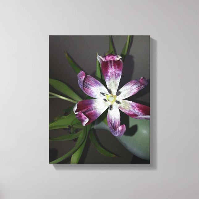 Lienzo Tulip Flower (Anverso)