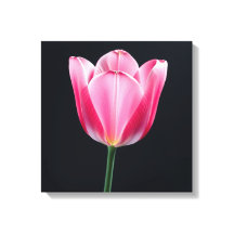 Tulip Flower