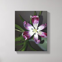 Tulip Flower