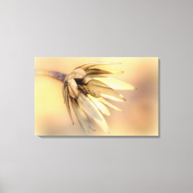 Lienzo Tulip Poplar Empty Seed Pod (Anverso)